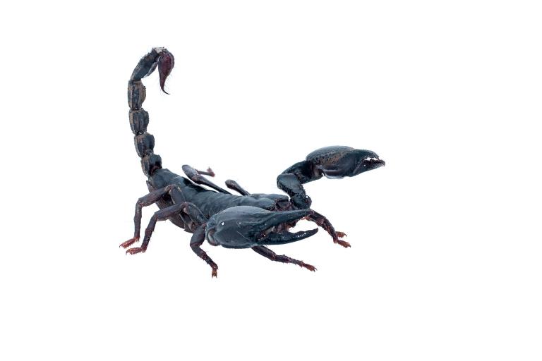 天蝎座2023每月运势(掌握未来把握机遇)