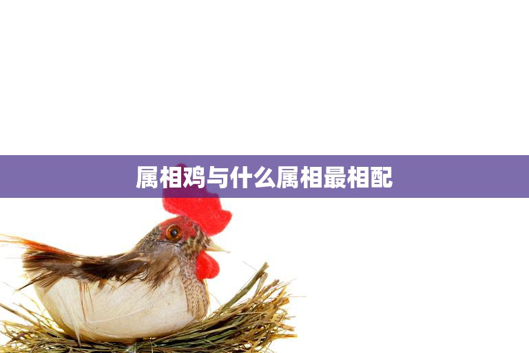 属相鸡与什么属相最相配(十二生肖配对大揭秘)