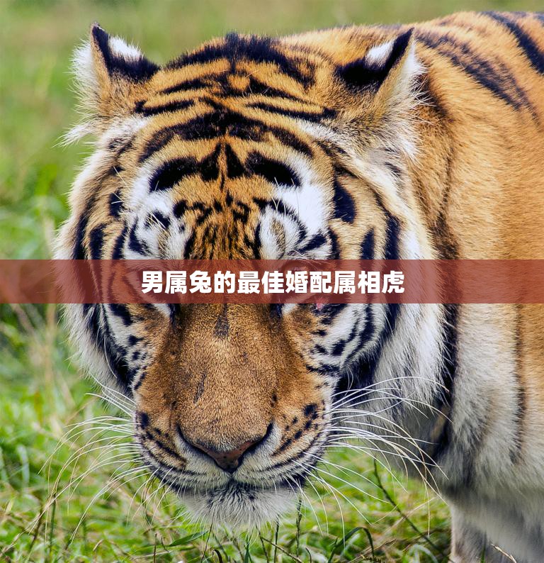 男属兔的最佳婚配属相虎(如何搭配才能幸福)