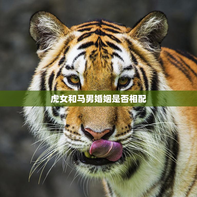 虎女和马男婚姻是否相配(探讨星座是否决定婚姻成功)