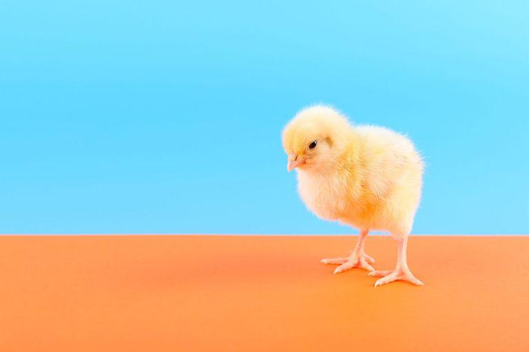 93年属鸡今日运势男生(财运亨通事业有成)