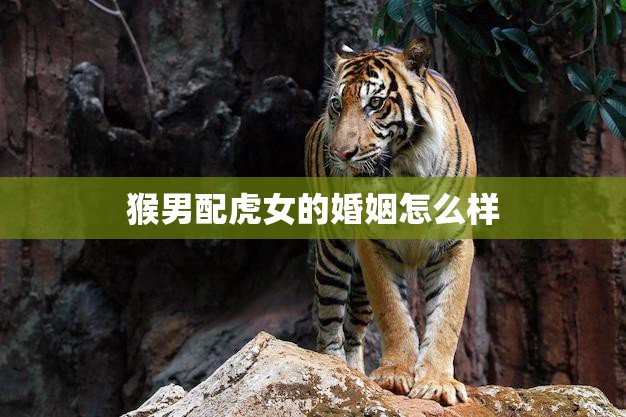 猴男配虎女的婚姻怎么样(幸福还是灾难)