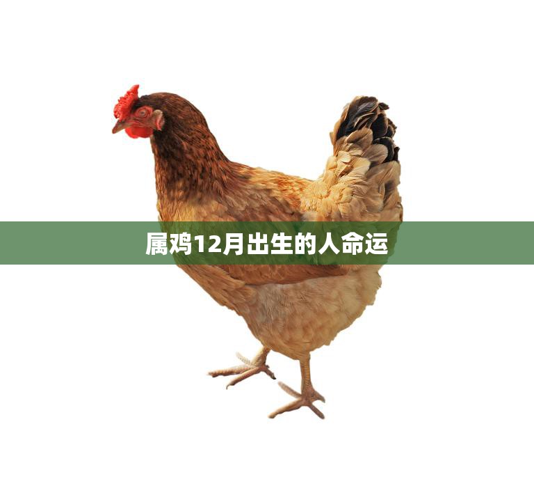 属鸡12月出生的人命运(如何预测)