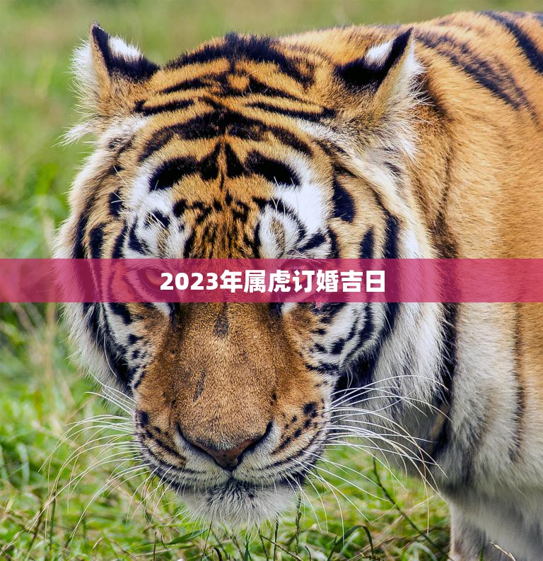 2023年属虎订婚吉日(如何选择最佳订婚日期)