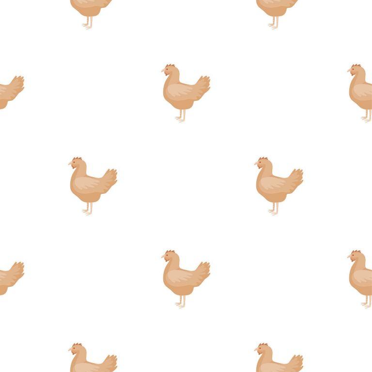 属鸡的人一生运程好不好(解析命运多舛还是飞黄腾达)