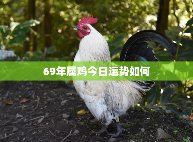 69年属鸡今日运势如何(财运亨通事业顺利健康有所提升)