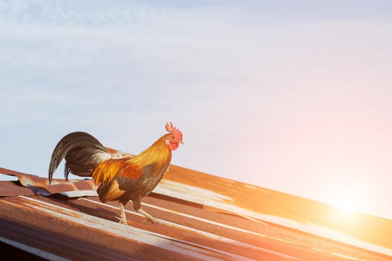 属鸡出生的年月日时分析(如何影响你的命运)