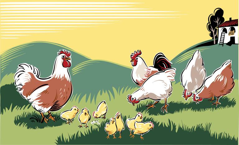 93年属鸡明天运势查询(明日运势如何快来看看)