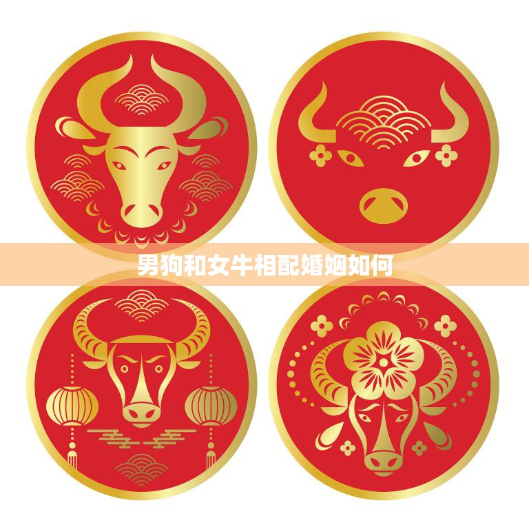 男狗和女牛相配婚姻如何(幸福还是不可行)