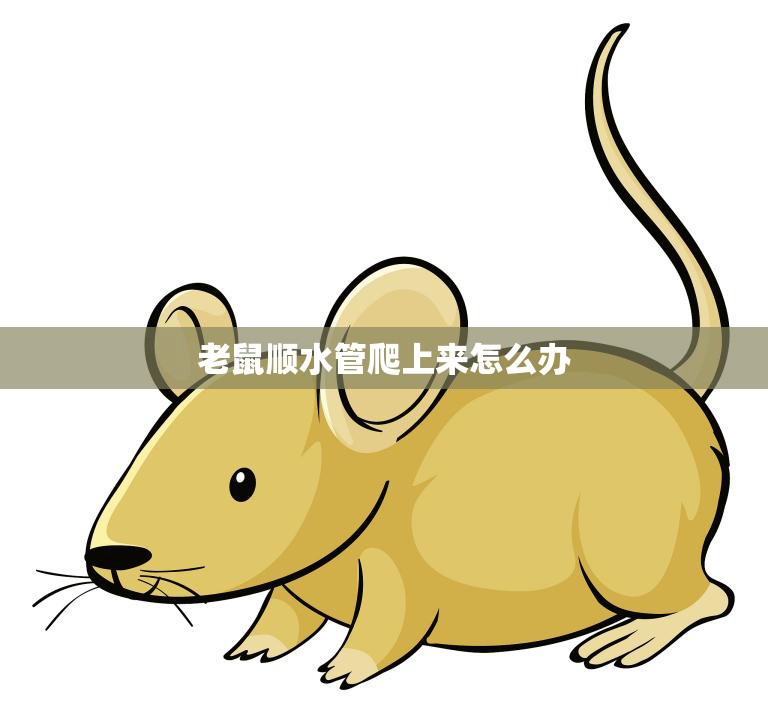 老鼠顺水管爬上来怎么办(防止老鼠入侵的有效方法)