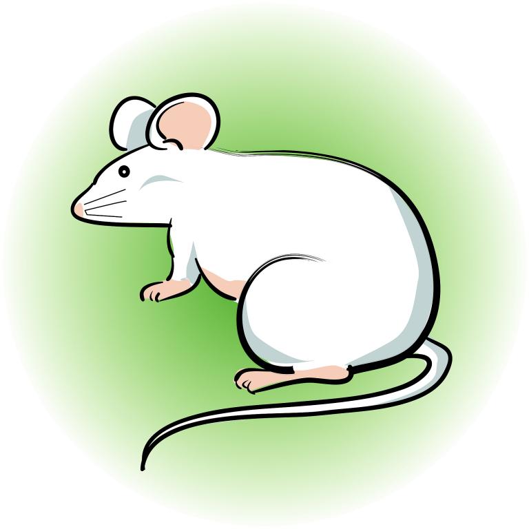 属96年鼠人一生的命运(如何预测和改变)