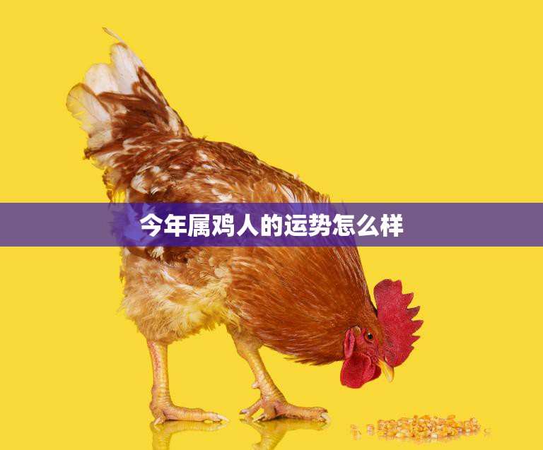 今年属鸡人的运势怎么样(2023年属鸡人的财运、感情、事业大揭秘)