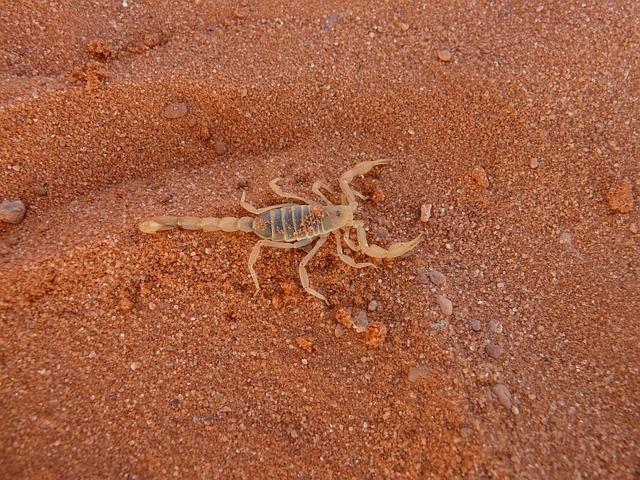 天蝎座男的最大特点是什么(探秘天蝎男的神秘面纱)