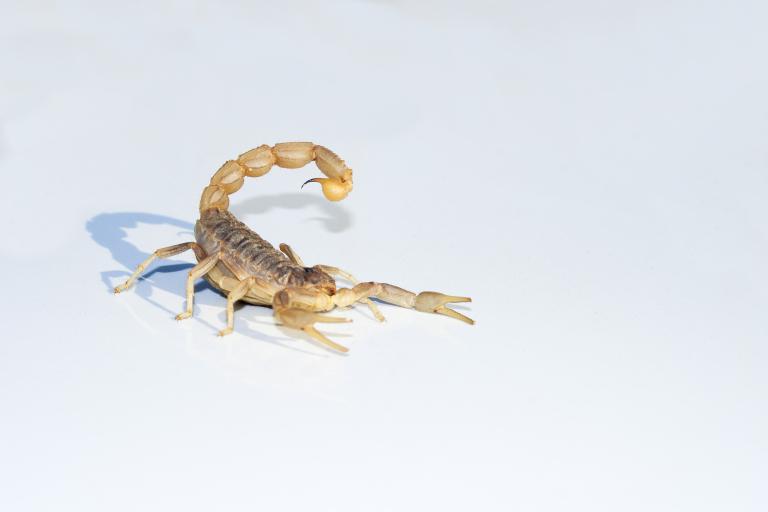 天蝎最近爱情运势2023(爱情甜蜜但需谨慎)