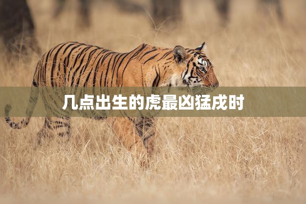 几点出生的虎最凶猛戌时(揭秘这个时刻让虎变得更加凶猛)