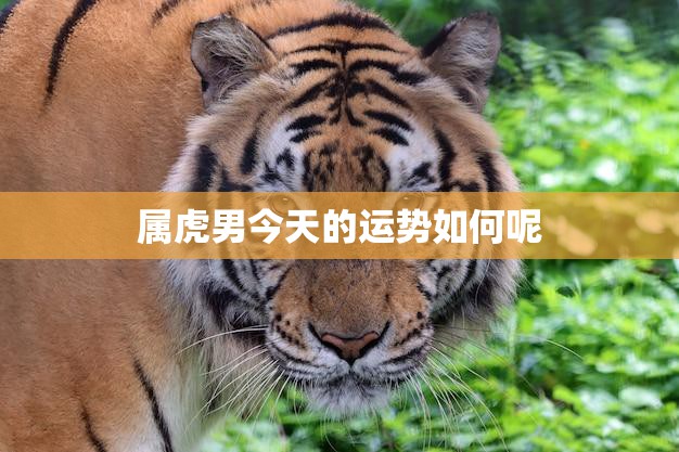 属虎男今天的运势如何呢(掌握运势把握机遇)