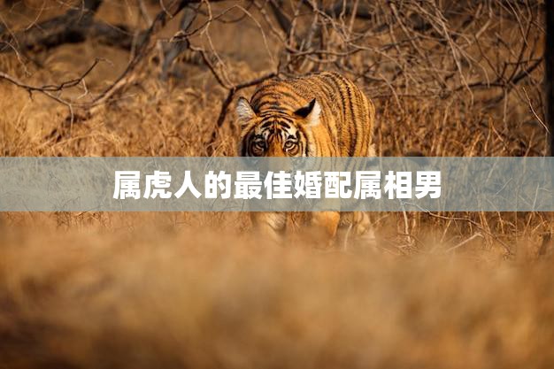 属虎人的最佳婚配属相男(如何选择)