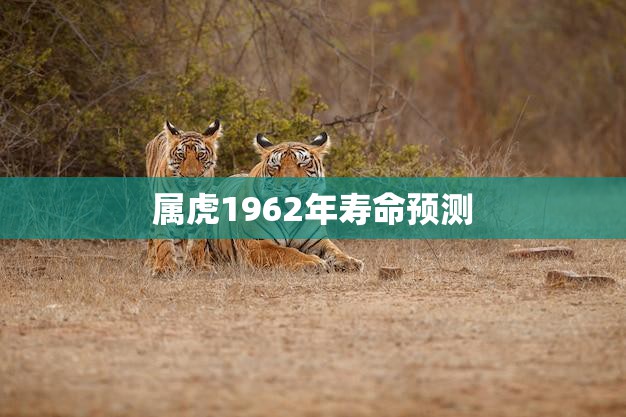 属虎1962年寿命预测(如何寿命)