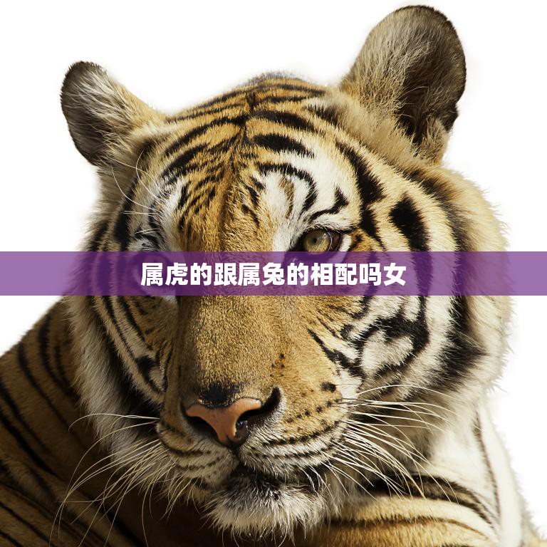 属虎的跟属兔的相配吗女(如何选择爱情道路)