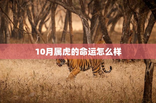 10月属虎的命运怎么样(2023年运势大揭秘)