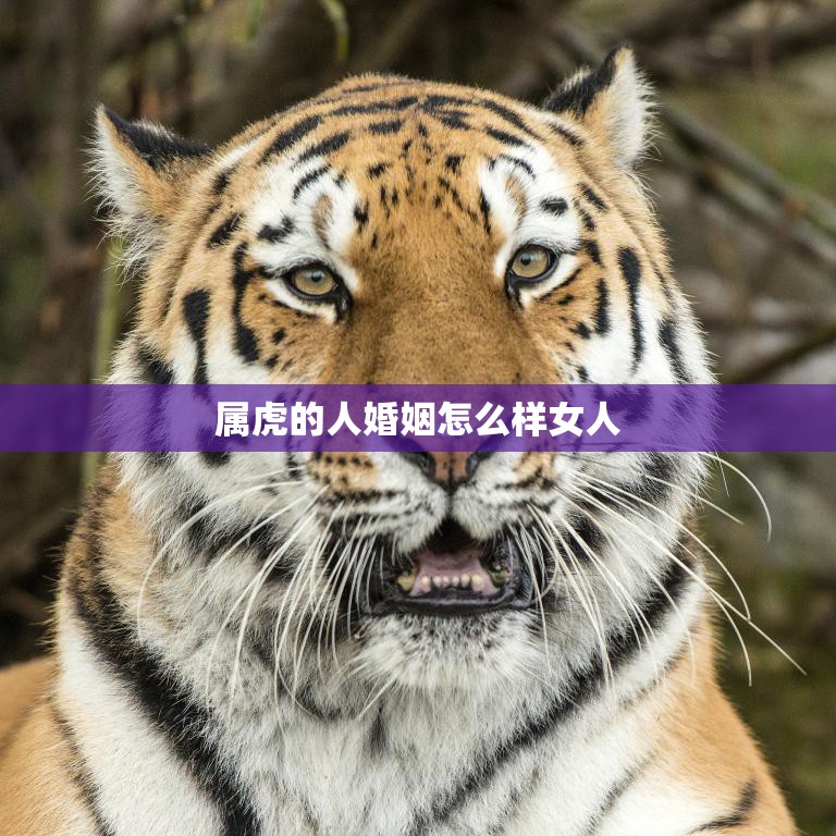 属虎的人婚姻怎么样女人(幸福婚姻的秘诀)