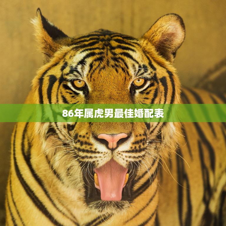 86年属虎男最佳婚配表(如何找到最适合你的伴侣)