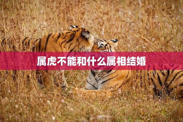 属虎不能和什么属相结婚(禁忌大揭秘)