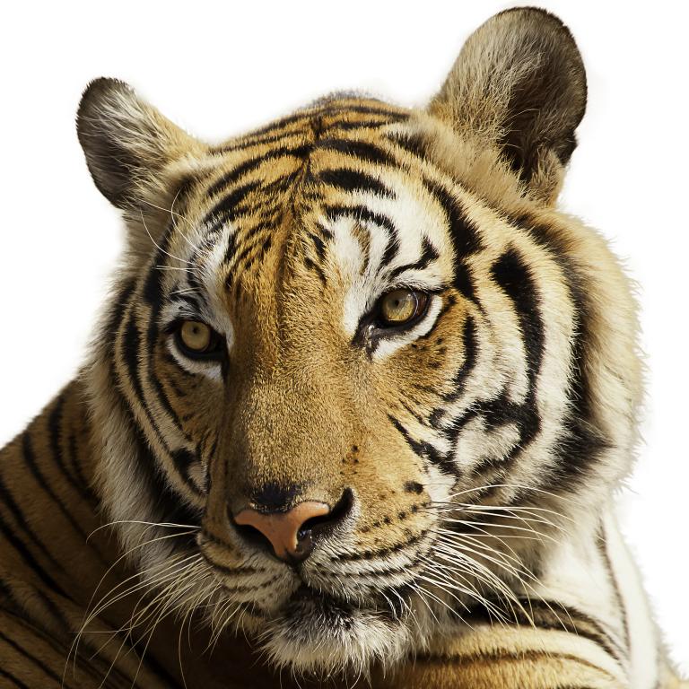 属虎的和属什么生肖相配(最佳配对指南)