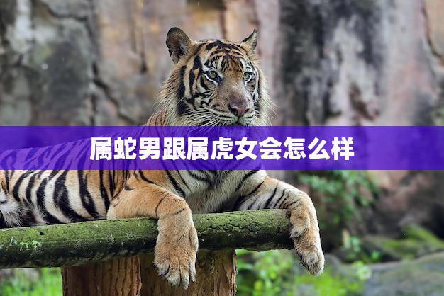 属蛇男跟属虎女会怎么样(爱情路上的挑战与机遇)