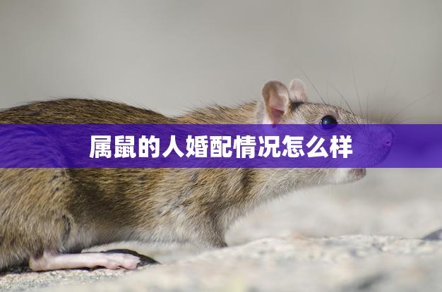 属鼠的人婚配情况怎么样(如何选择最佳婚配对象)