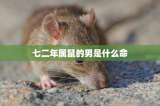 七二年属鼠的男是什么命(命运如何)