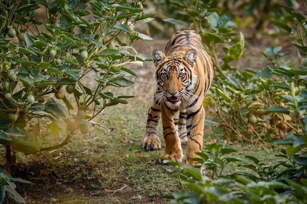 98年属虎的女人不能娶(为何会成为婚姻忌讳)