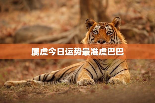 属虎今日运势最准虎巴巴(掌握好机会财运亨通)