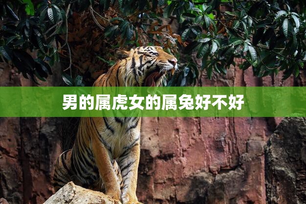 男的属虎女的属兔好不好(解析属相配对)