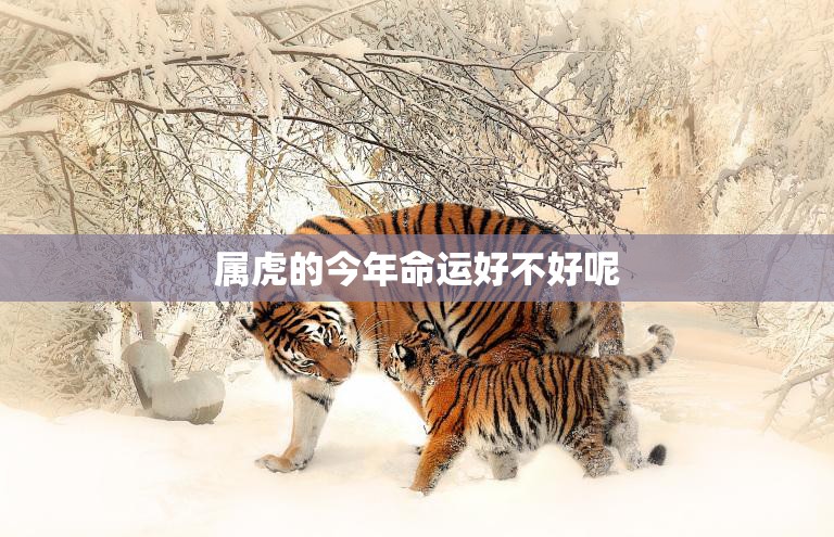 属虎的今年命运好不好呢(解析2023年属虎人的运势如何)