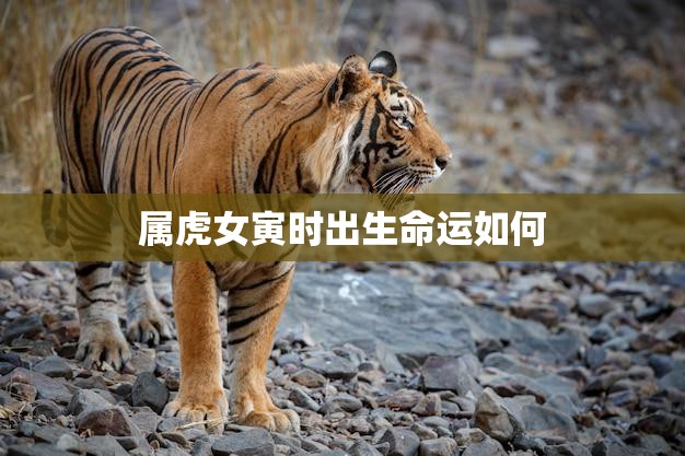 属虎女寅时出生命运如何(探究命运多变机遇与挑战并存)