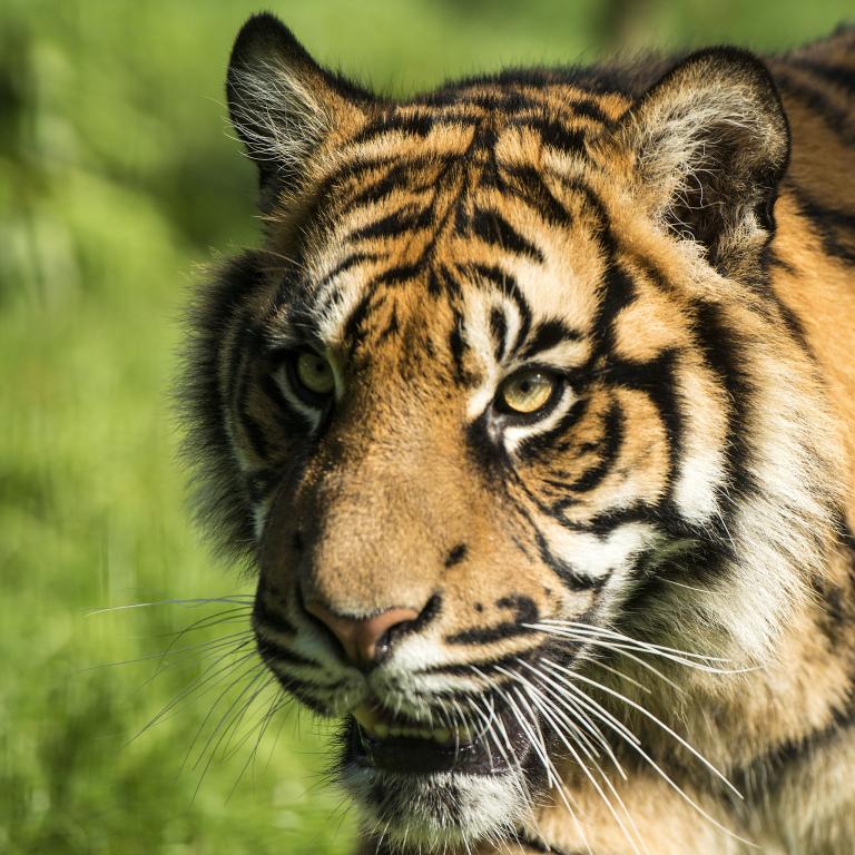 2023年属虎宝宝起名(如何选择适合的名字)