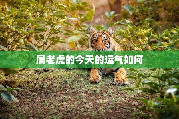 属老虎的今天的运气如何(探寻老虎座今日运势)
