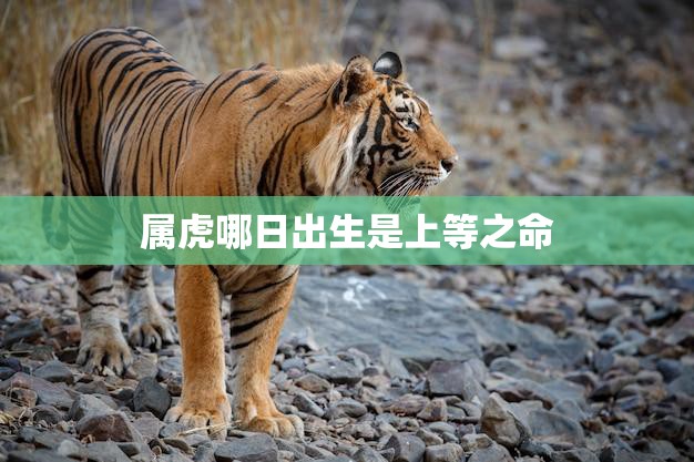 属虎哪日出生是上等之命(探秘幸运日)