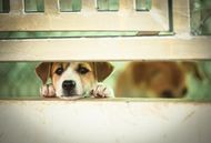 属狗男人会随便睡女人吗(真相揭秘星座并不能决定人的行为)