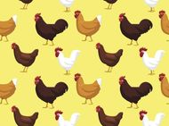 69年属鸡人晚年好不好(如何预防老年疾病)