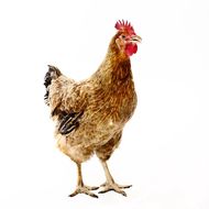 新娘属鸡接亲冲哪些属相(如何避免婚礼冲犯他人星座)