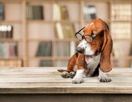 属狗的和属狗的配婚好吗(探讨同属一相是否适合携手共度一生)