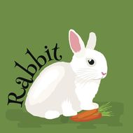 2023年属兔取名禁忌(如何为你的兔宝宝取名)