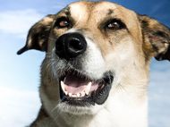 2024年属狗人的贵人(如何吸引幸运之星)