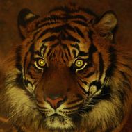 1998年属虎女旺夫吗(探寻属虎女的婚姻运势)