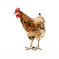 属狗和属鸡人谁能力厉害(探究谁更具实力)