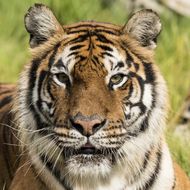 属虎的和属什么生肖相配(最佳配对指南)