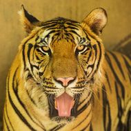 属兔的嫁给属虎的怎么样(幸福的婚姻秘诀)