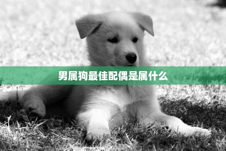 男属狗最佳配偶是属什么(如何选择最佳的配偶)